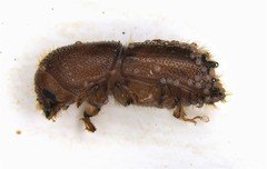 Ips grandicollis