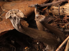 Craterellus cinereus