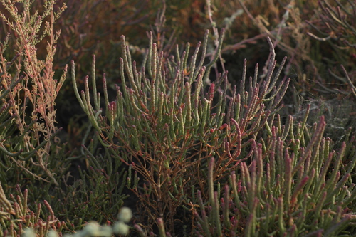 Image of Salicornia perennans by (c) Vasily Moryashkin, some rights reserved (CC BY)