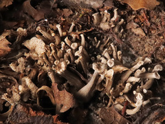 Craterellus cinereus