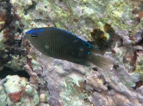 Pomacentrus aquilus observed 2024-04-20
