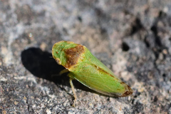 Xerophloea viridis