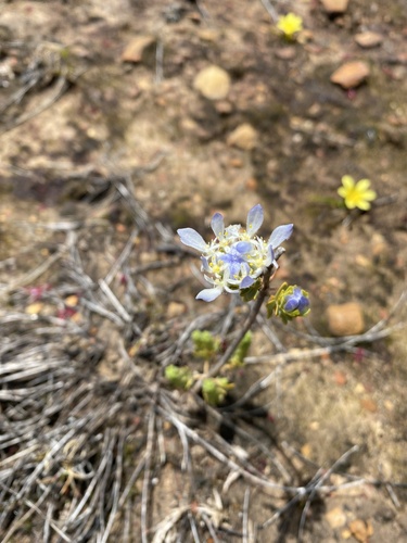 Blue Stripper (Lachnaea filamentosa)