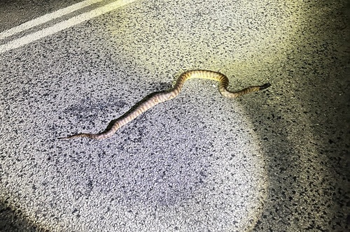 Black-headed Python sighting