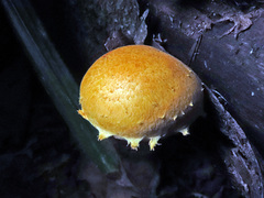 Pleuroflammula tuberculosa