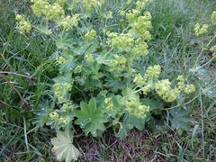 Alchemilla smirnovii