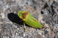 Xerophloea viridis
