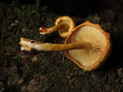 Pleuroflammula tuberculosa