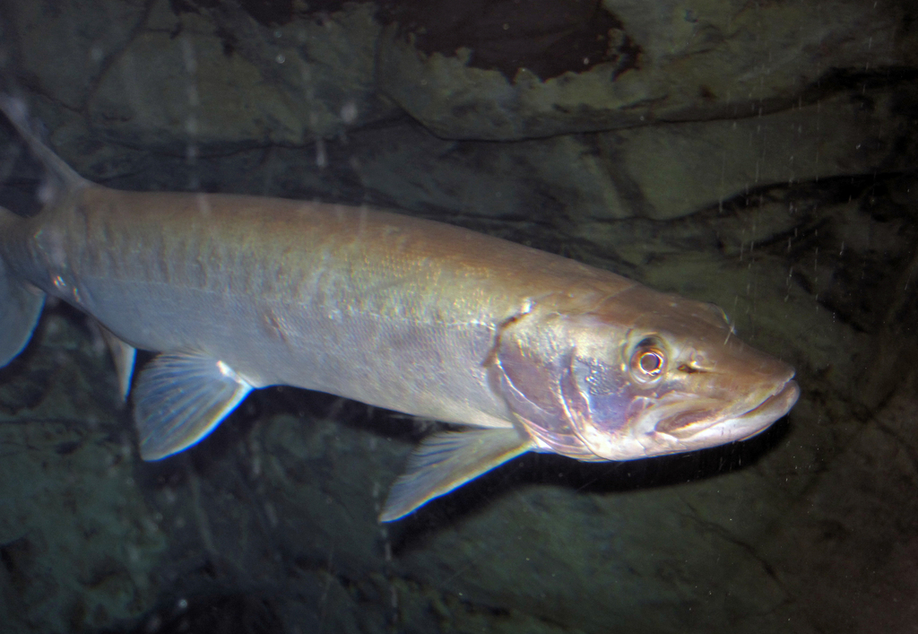 muskellunge
