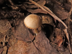 Pluteus plautus