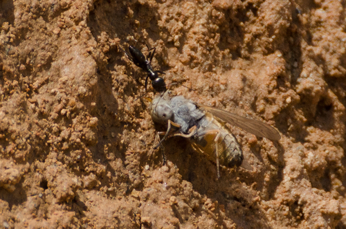 Cataglyphis aenescens