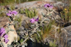 Podalyria burchellii