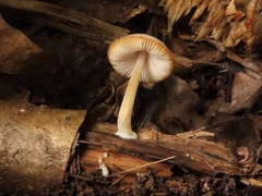 Pluteus plautus