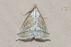 Leptosteges parthenialis