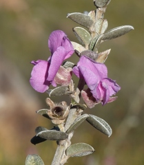 Podalyria burchellii