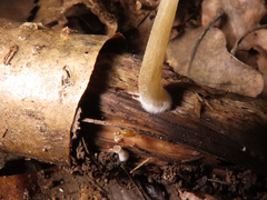 Pluteus plautus