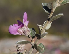 Podalyria burchellii