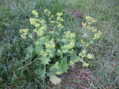 Alchemilla smirnovii