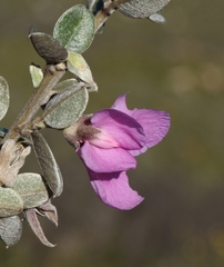 Podalyria burchellii