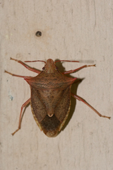 Euschistus ictericus