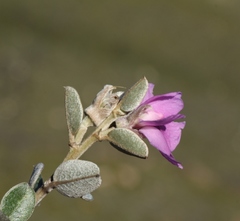 Podalyria burchellii