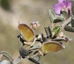Podalyria burchellii