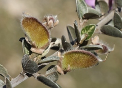 Podalyria burchellii