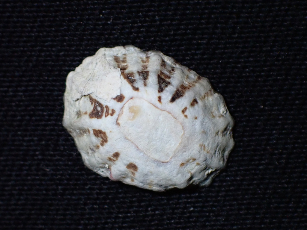 Lottia albicosta