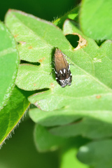 Anacampsis levipedella