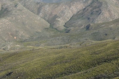 Aspalathus digitifolia