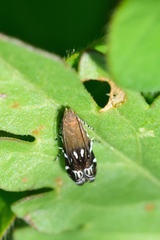 Anacampsis levipedella