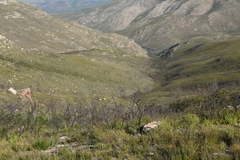 Aspalathus digitifolia