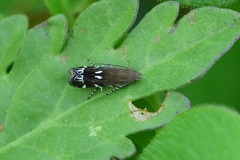 Anacampsis levipedella