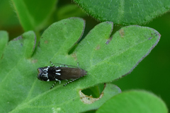 Anacampsis levipedella