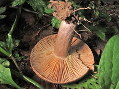Lactarius trivialis