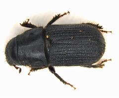 Dendroctonus terebrans