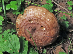 Lactarius trivialis