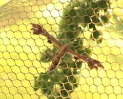 Geina periscelidactylus