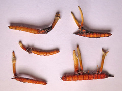Ophiocordyceps variabilis