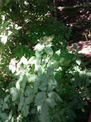 Sambucus nigra