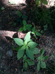 Impatiens parviflora