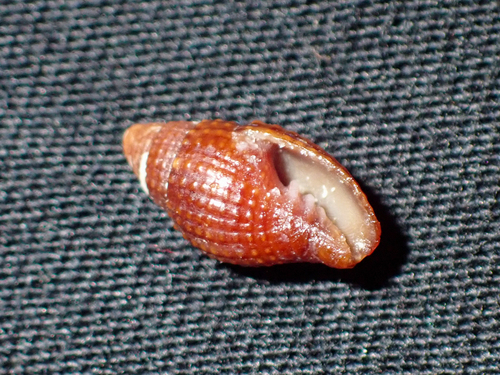 Neotiara nodulosa observed 2024-10-17