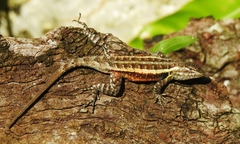 Sceloporus teapensis