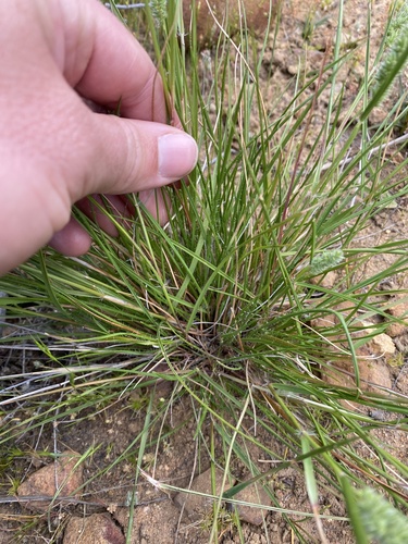 Image of Tribolium hispidum by no rights reserved