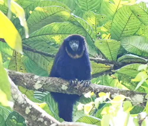 Yellow-handed Titi
