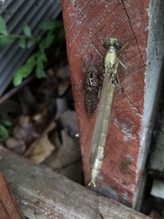 Dromogomphus