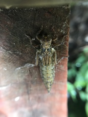 Dromogomphus