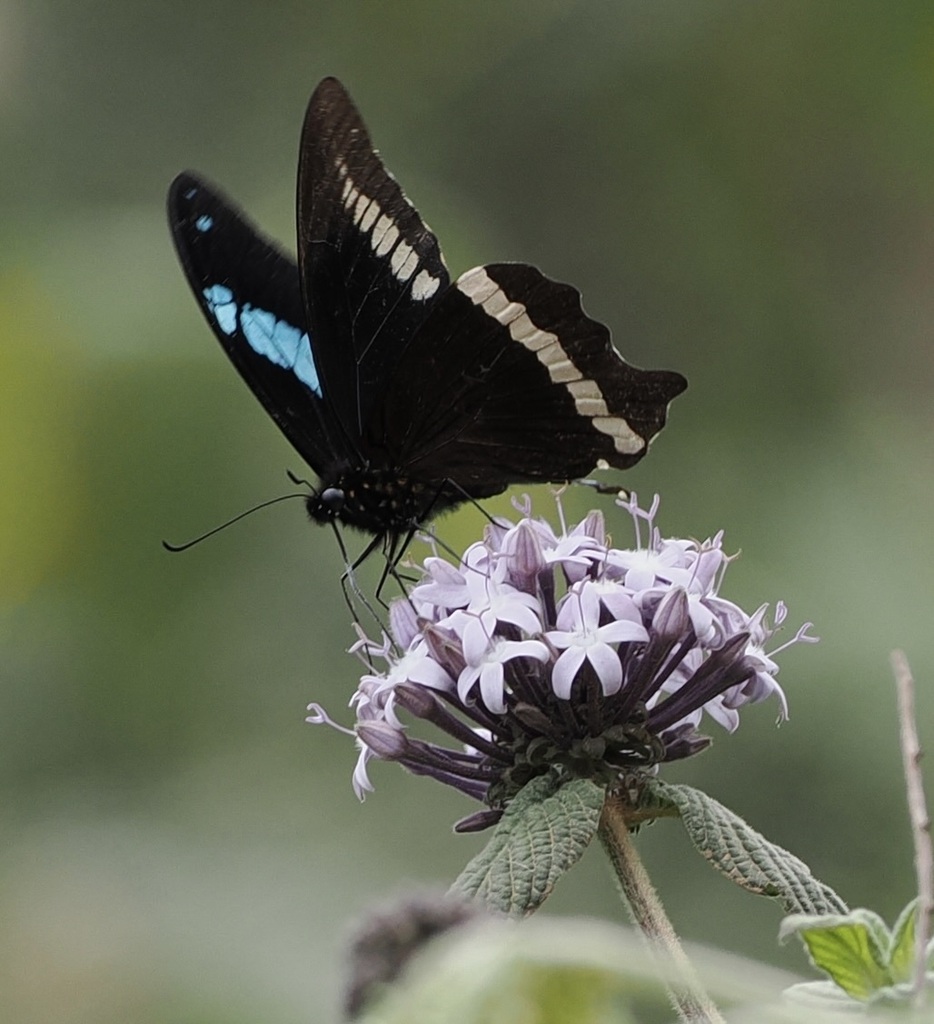 Taita Blue-banded Papilio