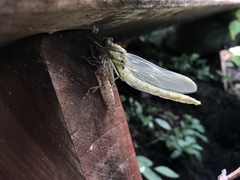 Dromogomphus