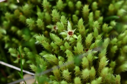 Image of Philonotis calcarea by (c) Kian Hayles-Cotton, some rights reserved (CC BY)